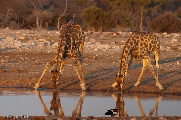 *Giraffen mal ganz klein*<br><br>Der Flüssigkeitsbedarf wird größtenteils aus der Nahrung gedeckt, so dass Giraffen wochenlang ohne Trinken auskommen können. Wenn sie doch trinken, müssen sie die Vorderbeine weit spreizen, um den Kopf weit genug zu senken.<br><br>