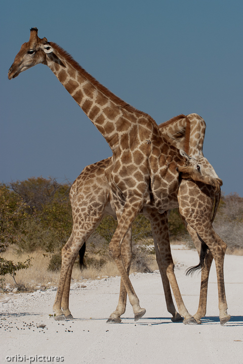 *Halsende Giraffen*<br><br>Treffen zwei Bullen aufeinander, kommt es meistens zu einem ritualisierten Kampf, bei dem die Tiere nebeneinander stehen und ihren Kopf gegen den Hals des Konkurrenten schlagen. Zur Paarungszeit können solche Kämpfe aggressiver ausfallen und eine Heftigkeit annehmen, bei der einer der Konkurrenten bewusstlos geschlagen wird.<br><br>