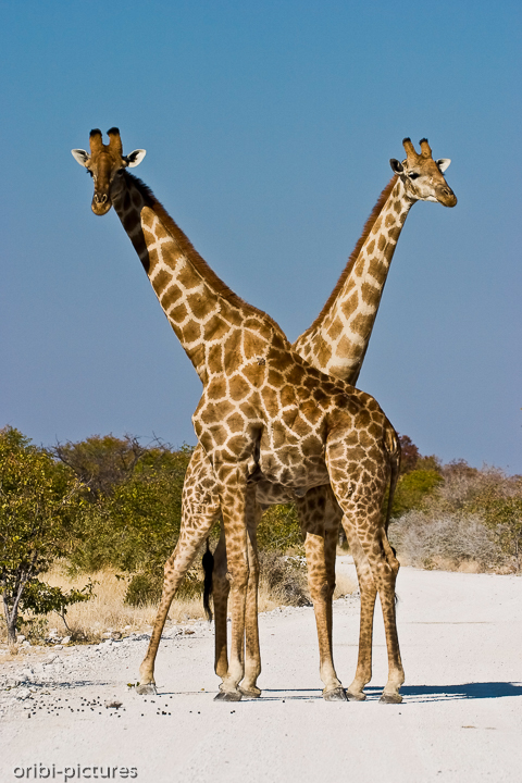 *Giraffen*<br><br>lat. Giraffa camelopardalis angolensis<br><br>