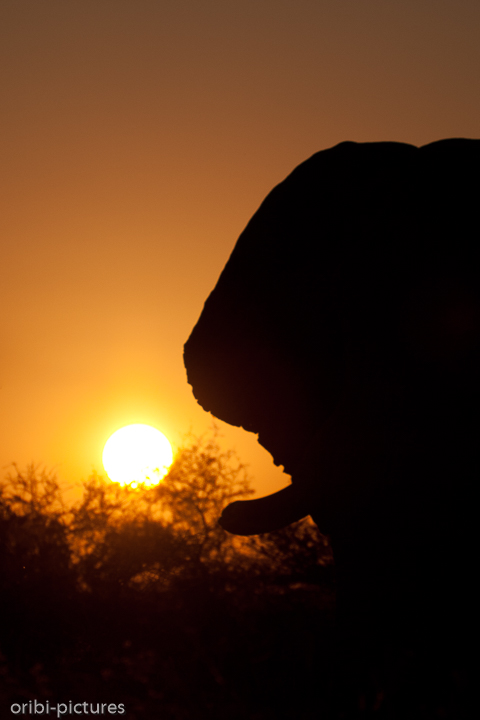 *Elefant vor Sonnenuntergang*<br><br>Ob er auch die Stimmung genießt?<br><br>