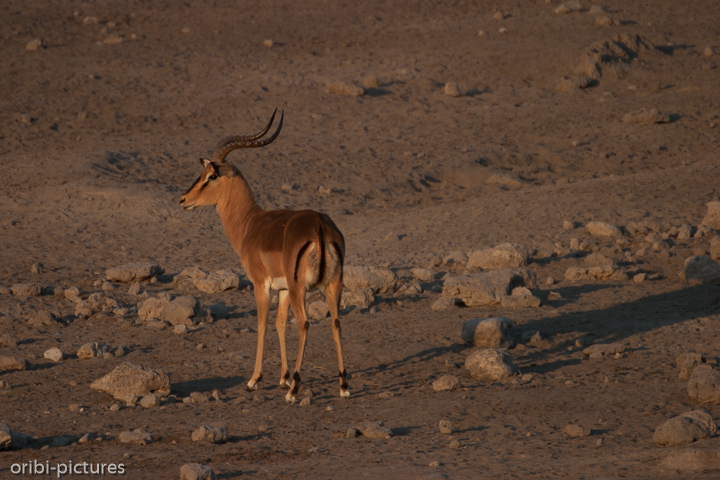 *Impala im Abendlicht*<br><br>auch Schwarzfersenantilope genannt - man begegnet ihr recht häufig<br><br>