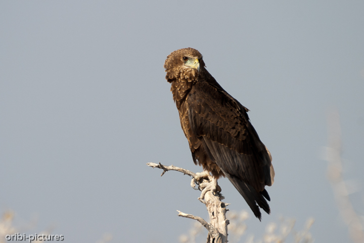 *Raubvogel*<br><br>Aber wie der heißt? Wir konnten es noch nicht herausfinden.<br><br>