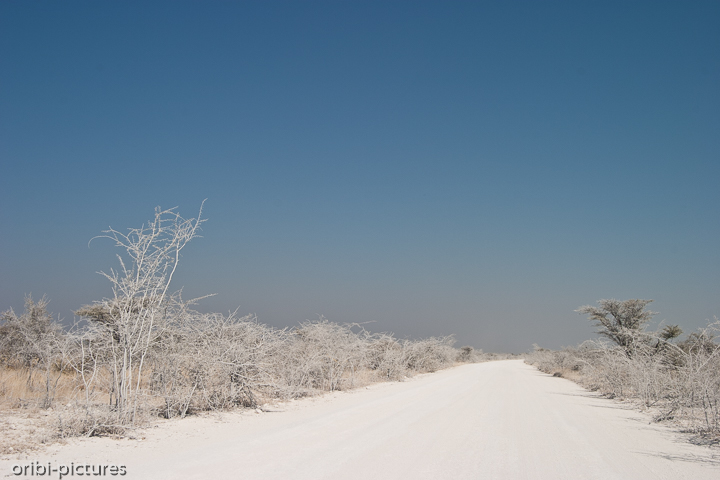*Puderweiß*<br><br>Nicht nur den Augen schadet die grell-weiße Oberfläche mancher Straßen durch den Etosha Nationalpark. Auch die Pflanzen in unmittelbarer Nähe der Piste werden in Mitleidenschaft gezogen.<br><br>