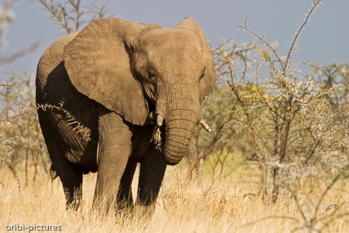 *Afrikanischer Elefant*<br><br>lat. Loxodonta africana - nirgends sonst haben wir bislang so große Elefanten gesehen, wie in Namibia.<br><br>