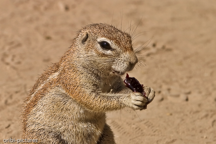*Südliches Erdhörnchen beim Fressen*<br><br>Mit seinen weißen Streifen an den Seiten, dem weißen Bauch und Beinen und den weißen Augenringen ist das sonst sandfarbene Kap-Borstenhörnchen mit den fehlenden äußeren Ohren und seinem langen, schwarz-weißen und buschigen Schwanz, der ihm beim Fressen Schatten spendet, leicht zu erkennen.
Diese Nagetiere werden ca. 45 cm (mit Schwanz) groß und bringen bis zu 600 g (Weibchen) bzw. 650 g (Männchen) auf die Waage.
Hauptsächlich leben die schlechten Kletterer auf oder unter der Erdoberfläche in den trockenen Halbwüsten von Namibia, Südangola, Südafrika und Botswana in Gruppen von bis zu 30 - meist weiblichen - Tieren, die auch die Territorien verteidigen. Männchen werden nur werden der Paarungszeit akzeptiert, worauf ein oder zwei Junge geboren werden. Eigentlich ernähren sie sich vegetarisch, aber auch kleine Insekten werden gefressen. Erdhörnchen stehen selbst auf dem Speiseplan von Mangusten und größeren Raubtieren und -vögeln.
Mit einem langen Quieken und heftigen Auf und Ab des Schwanzes geben sie sich untereinander Warnsignale und verschwinden daraufhin im selbstangelegten, weitverzweigten Höhlensystem. Auch Springböcke, die ebenfalls durch dieses Quieken alarmiert werden, profitieren so von diesen kleinen Wächtern.<br><br>