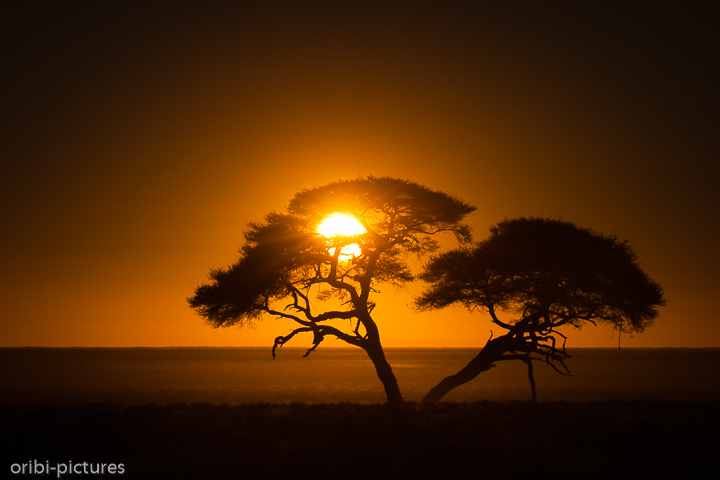 *Sunrise I*<br><br>Der Morgendunst liegt noch über der Lehmsenke.<br><br>