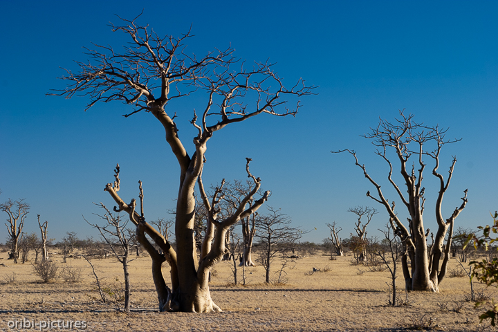 *Etosha West*<br><br>Dieser Teil des Parks ist nur begrenzt zugänglich. Hier zu sehen: der Märchenwald<br><br>