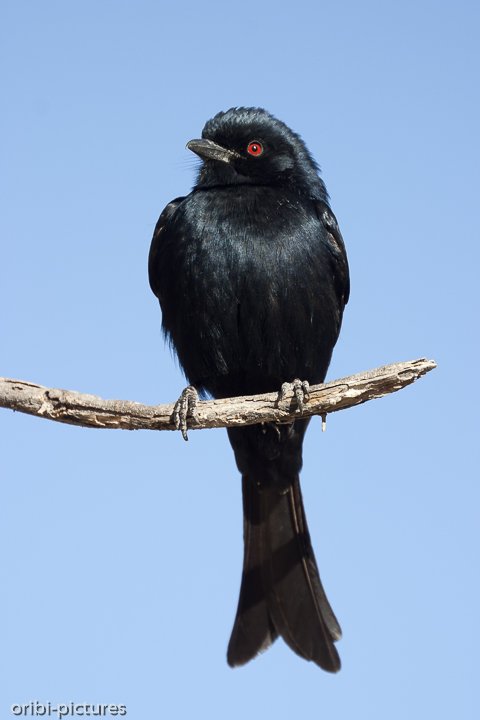 *Trauerdrongo*<br><br>(auch: Fork tailed Drongo bzw. Dicrurus adsimilis) - eine Art der Drongo (Dicruridae)
Zu diesem Vogel war es wirklich schwer tiefgründigere Infos zu bekommen; hier das Ergebnis:
Diese Vögel sind lilaglänzend schwarz. Ihr Schnabel schwarz und schwer sowie die Augen - im Gegensatz zum Schwarzen Fliegenfänger, Black Flycatcher, (braun) - rot.
Die Weibchen sind kleiner, glanzloser und die Schwanzgabel nicht so stark ausgeprägt.
Der kurzbeinige Trauerdrongo wird bis zu 25 cm lang und 45 g schwer.
Während der Regenzeit legen sie in eine hochgelegene Astgabel zwei bis vier Eier, die nach 17 bis 18 Tagen schlüpfen. Sie kommen in nahezu allen Ländern und Inseln südlich der Sahara vor - vor allem in offen Wäldern und Buschsavannen -, aber auch in Gärten und Stadtparks.
Der Ruf