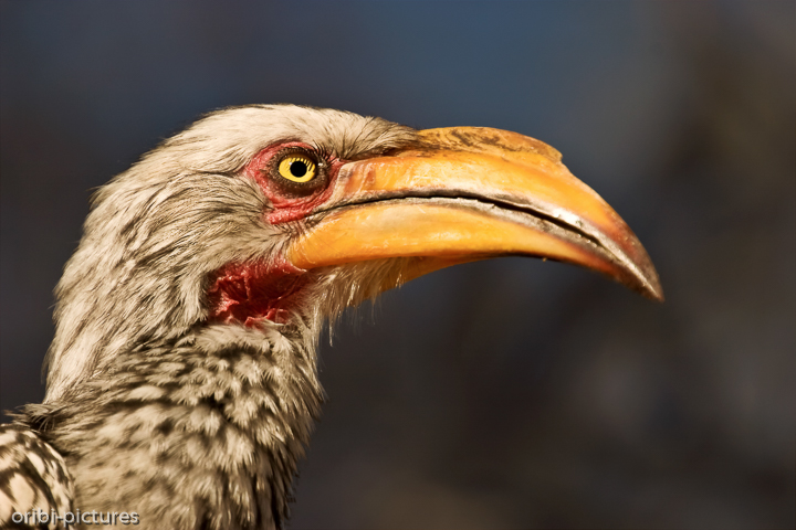 *Mit scharfem Blick*<br><br>Südlicher Gelbschnabeltoko (oder auch genannt: Tockus leucomelas bzw. Southern Yellowbilled Hornbill).
Noch ein paar ausführlichere Infos zu diesem stets gelbäugigen Vogel:
Er gehört der Gruppe der Nashornvögel (Bucerotidae) an und ist zu sehen im Norden Südafrikas, Botswana, Namibia, Simbabwe und Zentralmosambik; dort speziell in den Büschen und Dornfeldern.
Oft sieht man sie in kleinen Gruppen oder hört sie mit ihren Lauten:
