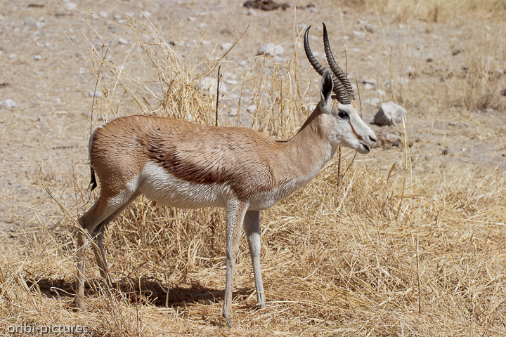 *Langweilig*<br><br>immer nur auf dem trockenen Gras rumkauen<br><br>