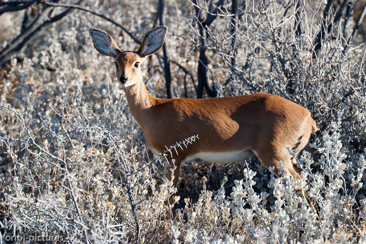 *Kirk-Dikdik*<br><br>Madoqua; auch Dik-Diks bewohnen trockene Steppen und Halbwüsten. Ihr Habitat muss Sträucher bieten, in denen die Antilopen Deckung suchen können. Während alle vier Arten in einem Streifen von Eritrea und Somalia bis Tansania verbreitet sind, kommt das Kirk-Dikdik auch in Namibia vor. Die beiden Verbreitungsgebiete sind weit voneinander getrennt.<br><br>