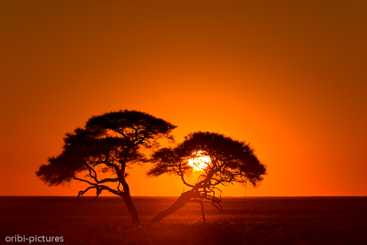 *Sunrise II*<br><br>Am westlichen Rand der Etosha Pfanne<br><br>