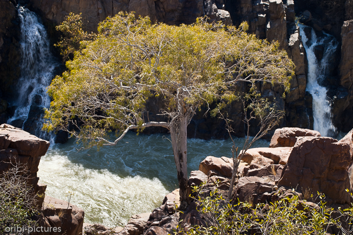 *Kunene-Schlucht*<br><br>Bis zu 40 m fallen die Wasserfälle in die Schlucht.<br><br>