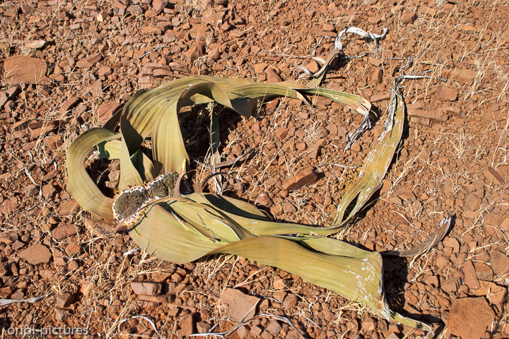 *Welwitschie*<br><br>Die zweiblättrige Welwitschia mirabilis wächst endemisch in Namibia.<br><br>