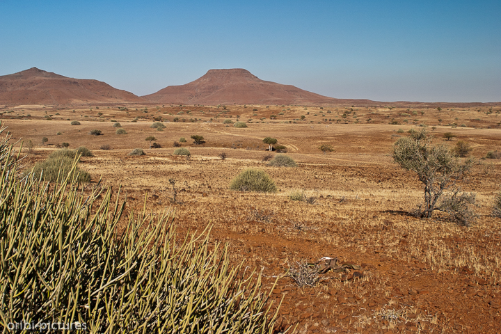 *Damaraland I*<br><br>Roter Schotter, gelbes Gras und Wolfsmilchgewächse zeichnen diese Gegend aus.<br><br>