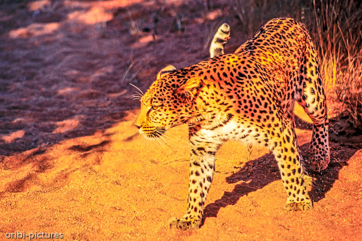 *Leopard*<br><br><br><br>