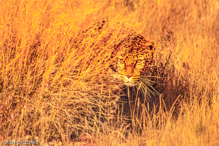 *Leopard*<br><br><br><br>