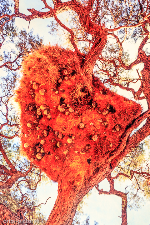 *Webervogelnest*<br><br><br><br>