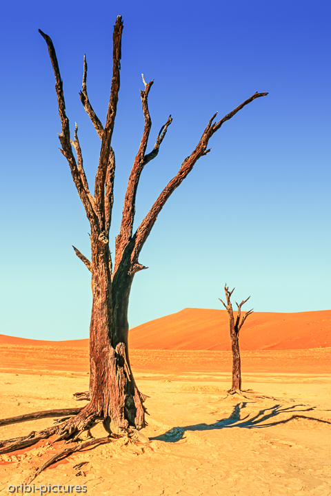 *Namibi-Wüste*<br><br><br><br>