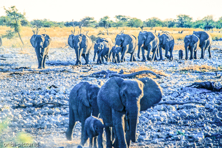 *Elefanten in Etosha*<br><br><br><br>