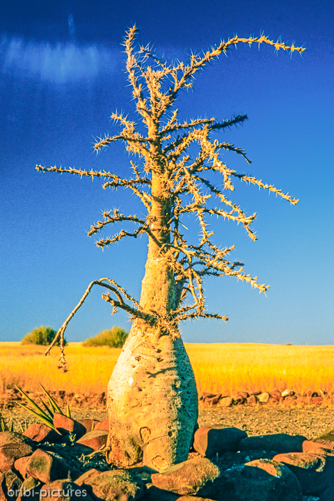 *Damaraland*<br><br><br><br>