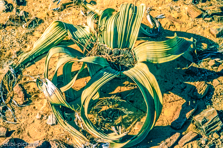 *Welwitschia*<br><br><br><br>