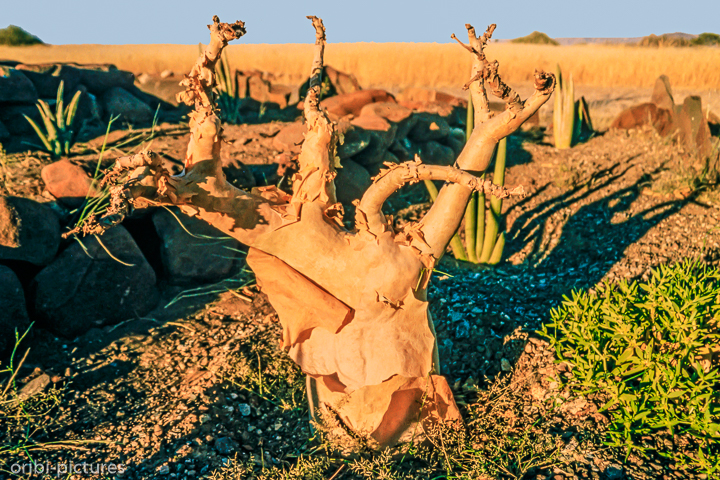 *Damaraland*<br><br><br><br>