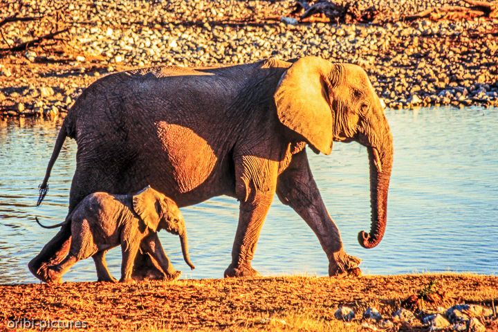 *Elefanten in Etosha*<br><br><br><br>