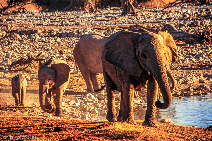 *Elefanten in Etosha*<br><br><br><br>
