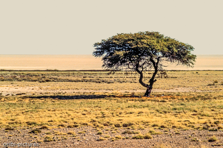 *Etosha Pfanne*<br><br><br><br>