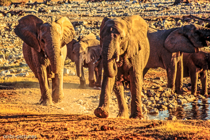 *Elefanten in Etosha*<br><br><br><br>