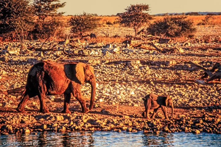 *Elefanten in Etosha*<br><br><br><br>