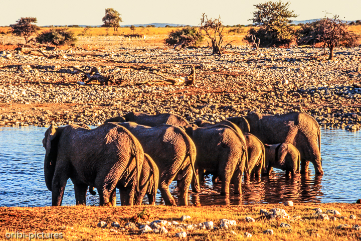 *Elefanten in Etosha*<br><br><br><br>