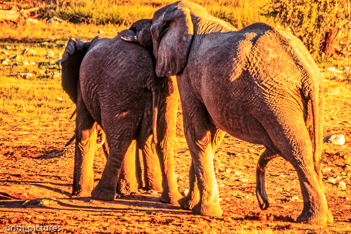 *Elefanten in Etosha*<br><br><br><br>