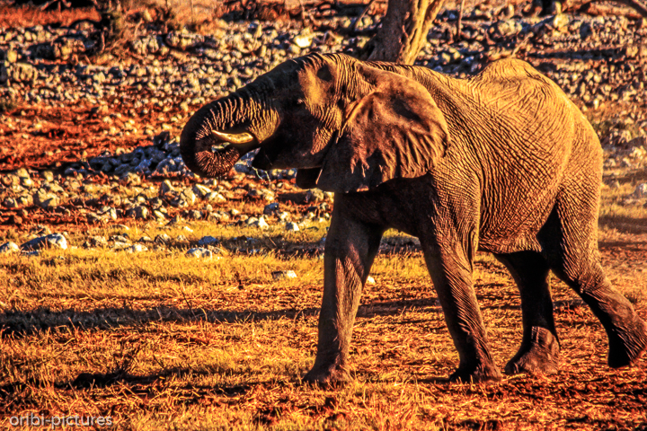 *Elefanten in Etosha*<br><br><br><br>