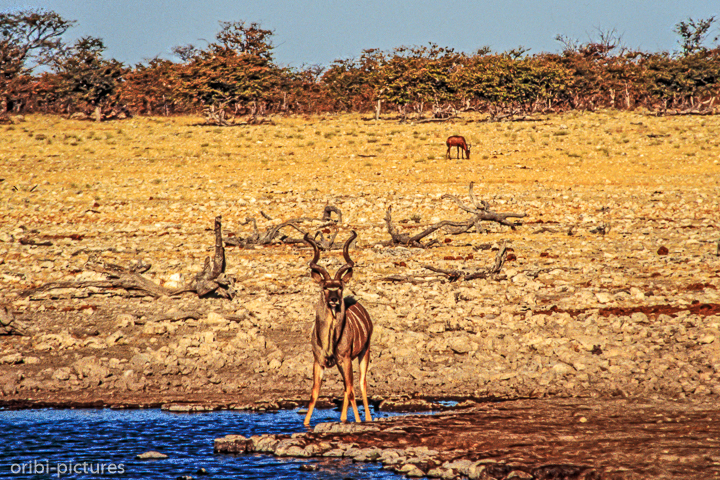 *Kudu*<br><br><br><br>