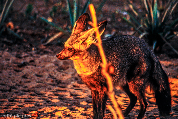 *Farm nähe Gobabis*<br><br><br><br>
