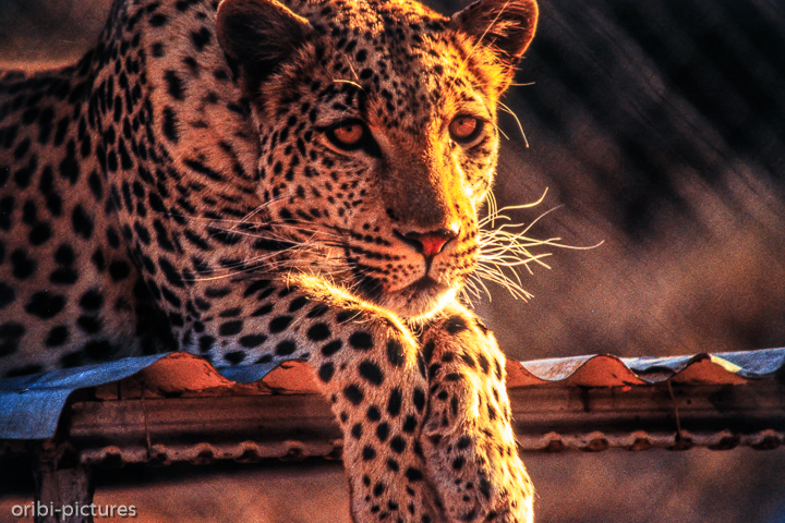 *Farm nähe Gobabis*<br><br><br><br>