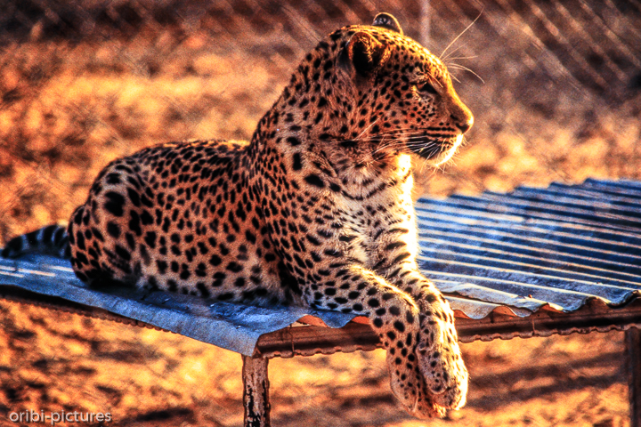 *Farm nähe Gobabis*<br><br><br><br>