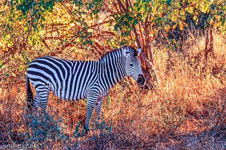 *Zebra*<br><br><br><br>