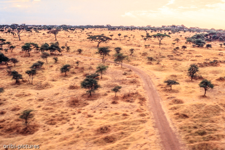 *Safari aus der Luft*<br><br><br><br>