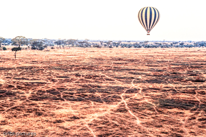 *Über die Serengeti*<br><br><br><br>
