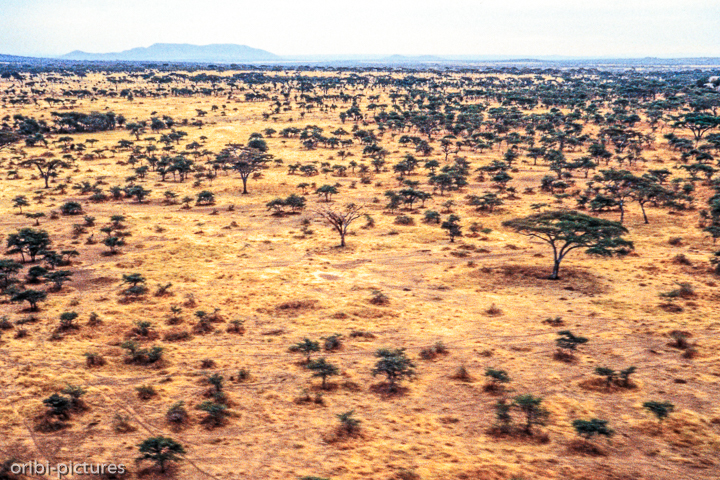 *Serengeti*<br><br><br><br>