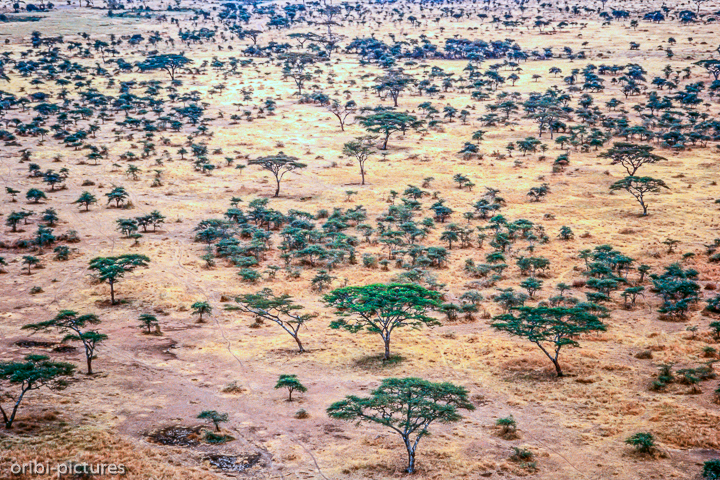 *Serengeti*<br><br><br><br>