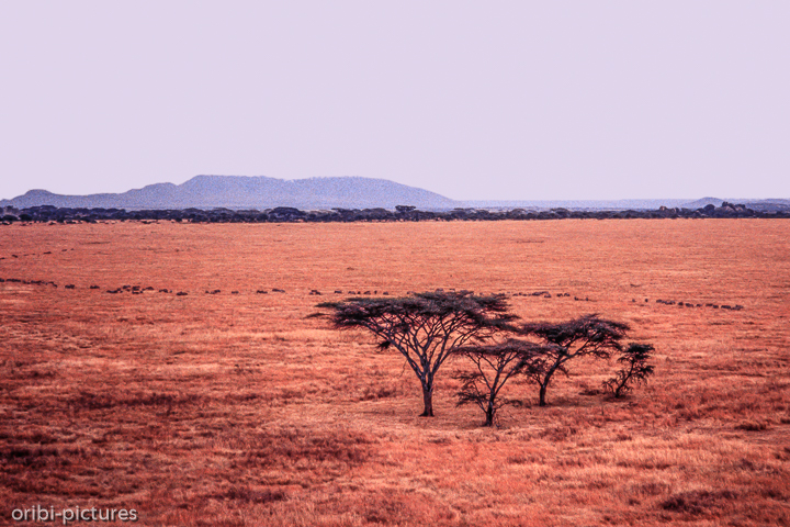 *Tierwanderung*<br><br><br><br>