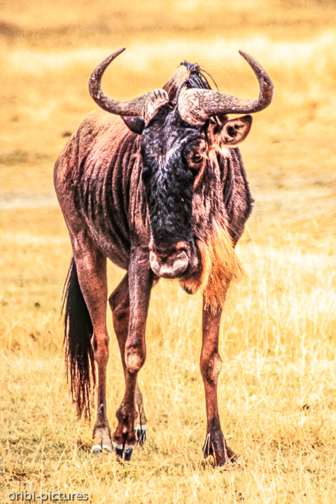 *Gnu*<br><br><br><br>