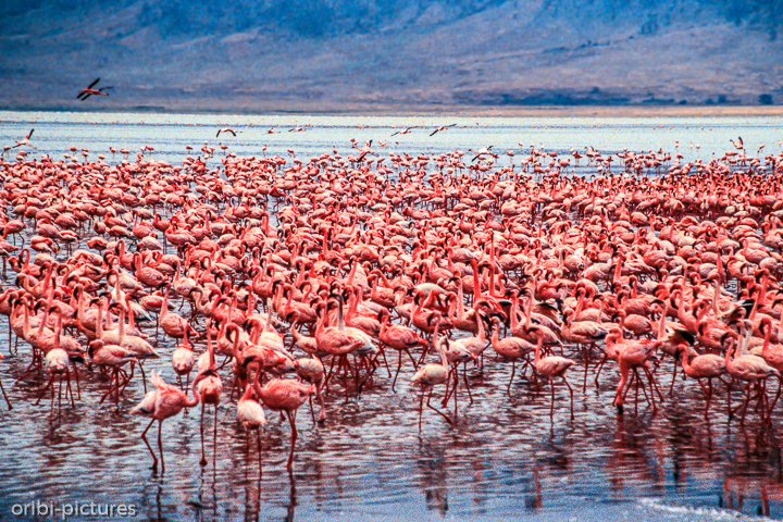 *Flamingo*<br><br><br><br>