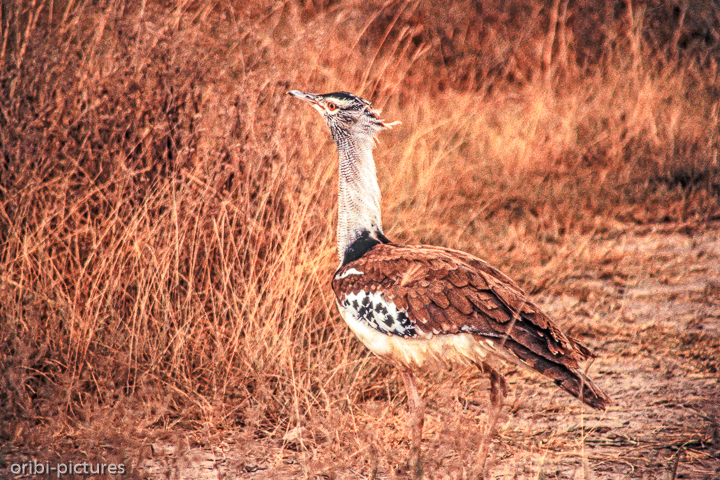 *Koritrappe*<br><br>Schwerster flugfähiger Vogel der Welt<br><br>