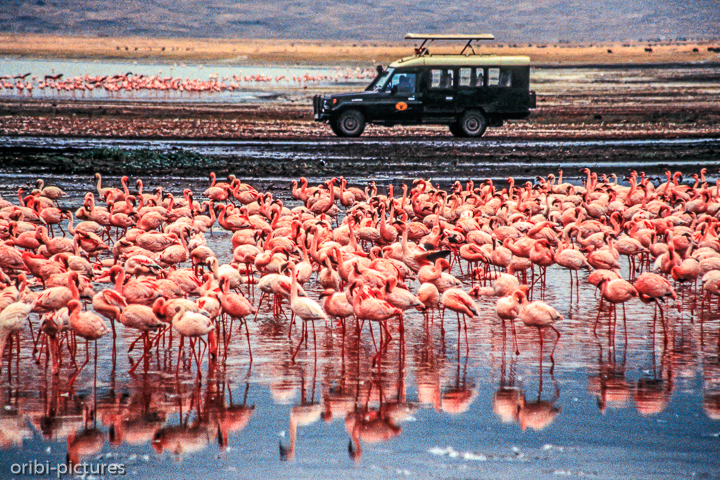 *Flamingos*<br><br><br><br>
