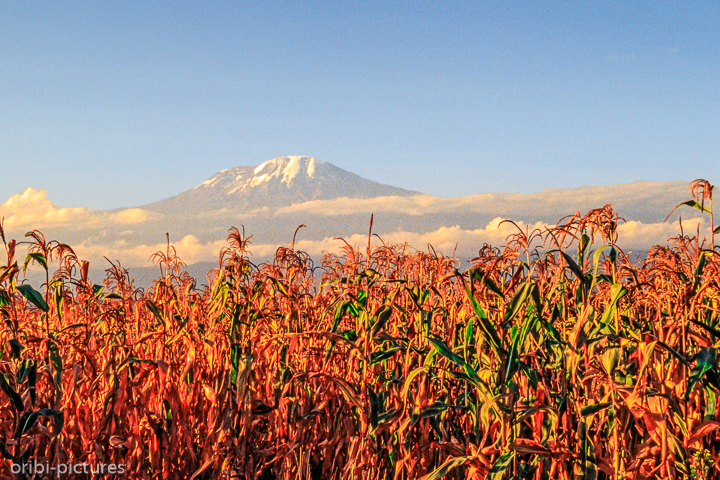 *Kilimanjaro*<br><br><br><br>
